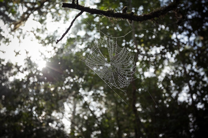 Spinnennetz in der Sonne